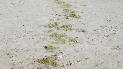 На таллиннском пляже с самой теплой водой обнаружены токсичные водоросли